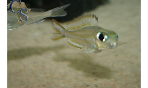 Xenotilapia ornatipinnis burundi